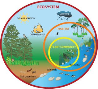 All-about-Ecosystems-Easy-Science-for-Kids-a-Diagram-of-an-Ecosystem ...