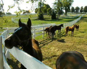 Derby-Experiences-private-horse-farm-tour-horse-farm